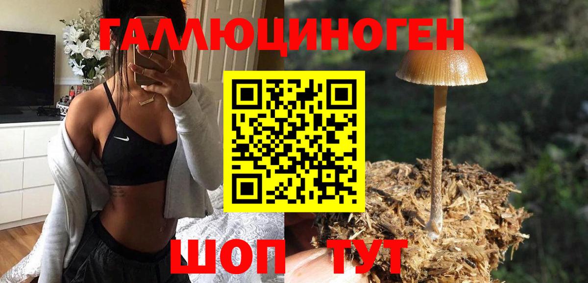Псилоцибиновые грибы Cubensis Томск